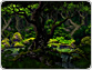 Deep Forest  Day